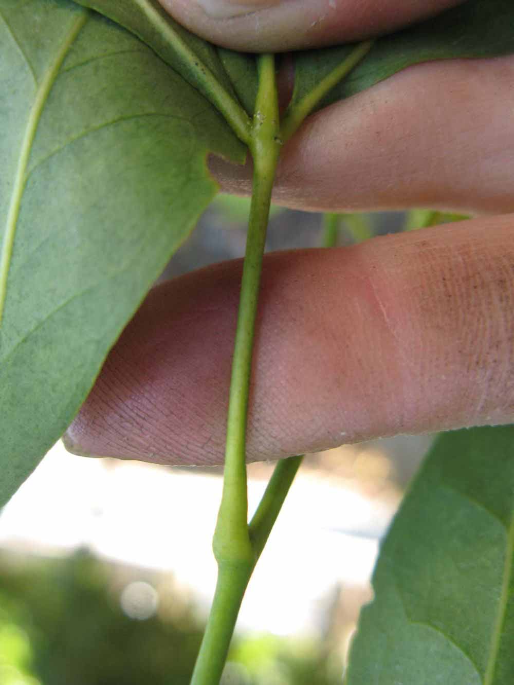              Petiole (Nigerian Powder Flask, Winter Haven, FL)       